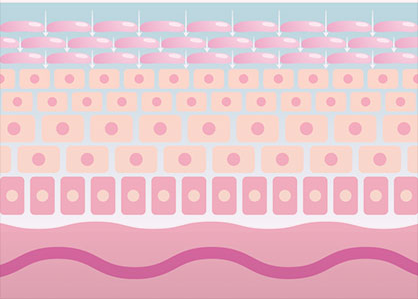 幹細胞のお肌への浸透イメージ